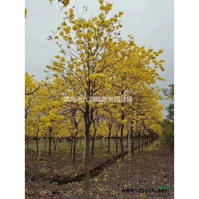 福建蘇鐵價格 蘇鐵基地 蘇鐵種植戶 蘇鐵哪里便宜 蘇鐵多少錢