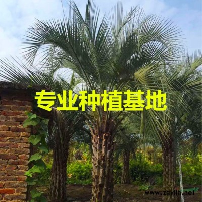 福建小葉榕樁頭 小葉榕樁頭價(jià)格 多頭造型小葉榕樁頭