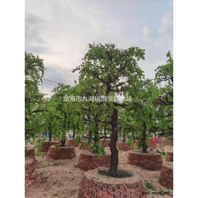 銀海棗4米什么價格？