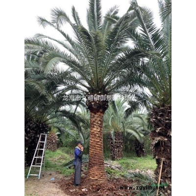 中東海棗圖片 銀海棗圖片 中東海棗銀海棗品種一樣嗎？