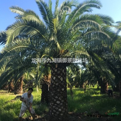 5公分小葉榕價格 10公分小葉榕價格 15公分小葉榕價格