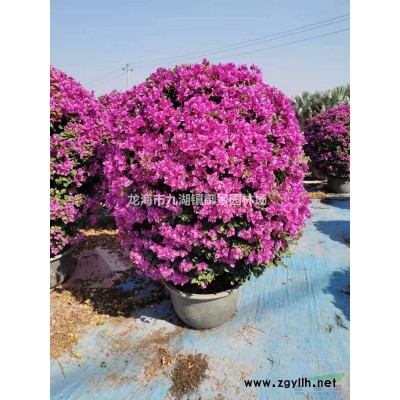 福建皇后葵基地 金山葵批發 皇后葵圖片 金山葵價錢