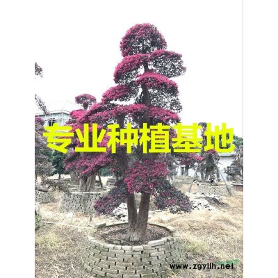 福建七里香苗木價格 漳州九里香小苗批發