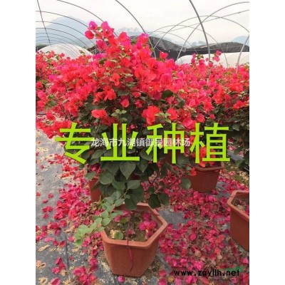 爬山虎批發  爬山虎地被 爬山虎報價 爬山虎基地