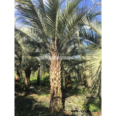 福建造型榕樹(shù)樁頭 吊根造型小葉榕樁頭 廣西提根小葉榕樁頭