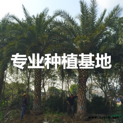 福建皇后葵價(jià)格 皇后葵批發(fā) 金山葵供應(yīng) 金山葵基地