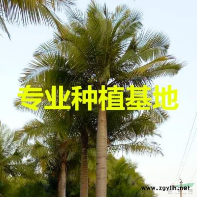 5.5米造型小葉榕樁頭價格 6米小葉榕樁頭價格