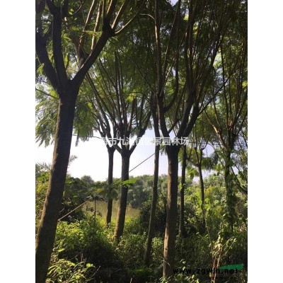 3米四季紅三角梅價格 4米四季紅三角梅價格