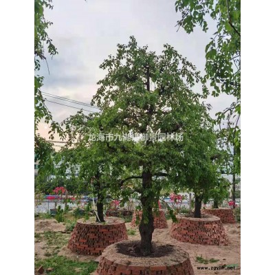 3米同安紅三角梅價格 4米同安紅三角梅價格