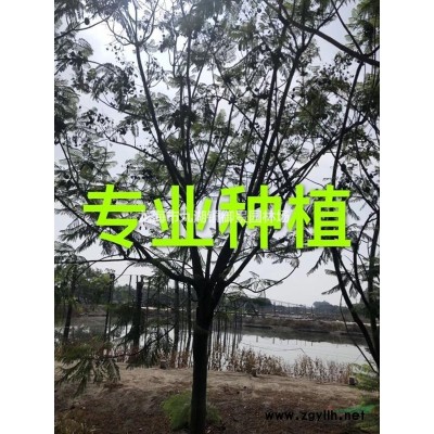 5米中東海棗價格 6米中東海棗價格 7米中東海棗價格