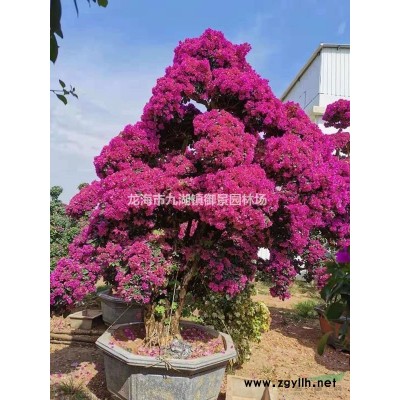 1米布迪椰子價格 2米布迪椰子價格 3米布迪椰子價格