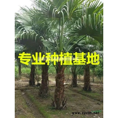 福建橡膠榕價格 福建黑金剛報價 福建橡皮榕種植基地 橡皮樹