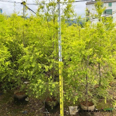 山管蘭價格  山管蘭供應 山管蘭批發 山管蘭基地