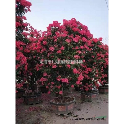 福建藍花楹價格 福建藍花楹基地