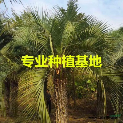 福建銀海棗基地 銀海棗產(chǎn)地 銀海棗批發(fā) 銀海棗供應