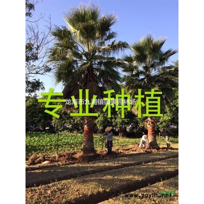 加拿利海棗價格 加拿利海棗基地 加拿利海棗產地