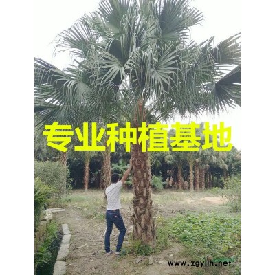 福建紅花繼木樁價格 福建紅花繼木樁報價