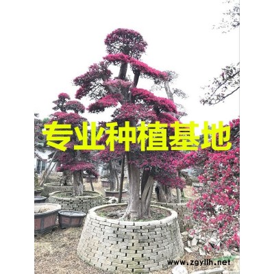 福建造型紅繼木樁價格 福建造型紅繼木樁報價
