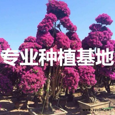 福建造型榕樹價格 福建造型榕樹報價 福建造型小葉榕樹基地