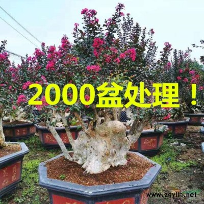 福建造型紫薇價格 福建造型紫薇報價 福建造型紫薇基地！