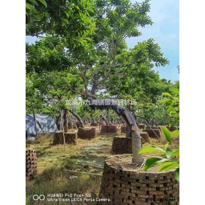 5公分三角梅價格 10公分三角梅價格 15公分三角梅價格