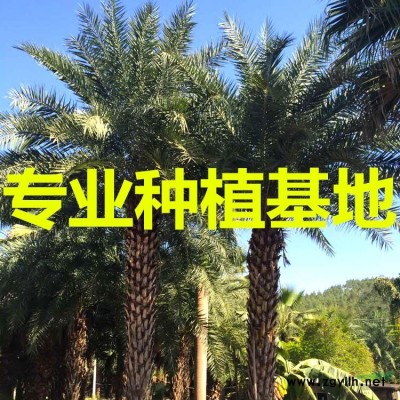 藍花楹樹苗價格 藍花楹樹苗圖片 藍花楹樹苗種植基地