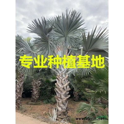 福建華盛頓椰子 華盛頓椰子圖片 華盛頓椰子基地