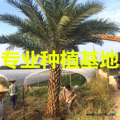 福建細葉榕價格 福建造型細葉榕樁頭報價