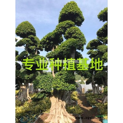 福建榕樹樁頭價格 福建榕樹樁頭報價 福建小葉榕樹樁頭基地