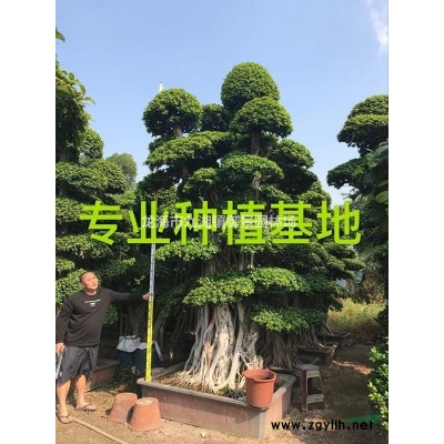 福建百年紫薇老樹樁價格 福建百年紫薇古樹報價