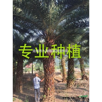 2.5米造型小葉榕樁頭價格 3米小葉榕樁頭價格