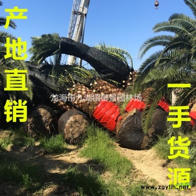 福建垂葉榕價格 福建垂葉榕柱子報價 花葉垂葉榕行情