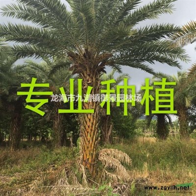 福建旅人蕉價格 旅人蕉批發 旅人焦基地