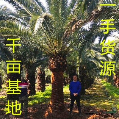 福建鐵樹 鐵樹價格 鐵樹種植 鐵樹基地 鐵樹產地 鐵樹商家