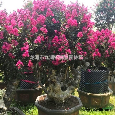 四季紅三角梅 中國紅三角梅 同安紅三角梅