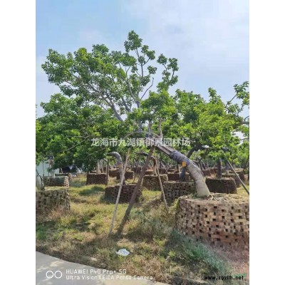 福建老人葵基地 福建華棕產(chǎn)地