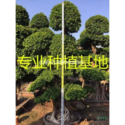 福建造型榆樹盆景價格 福建造型榆樹樁報價