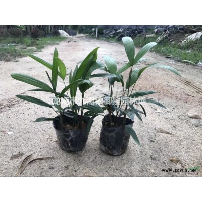 福建造型榕樹樁價格