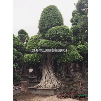 福建紫薇大樹價格 福建紫薇大樹報價