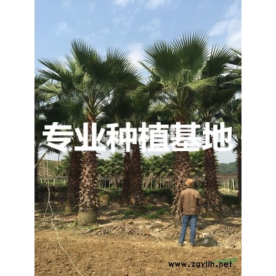 沙西鎮 中國榕樹批發網 中國小葉榕基地