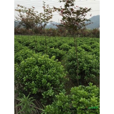 供應無刺枸骨球