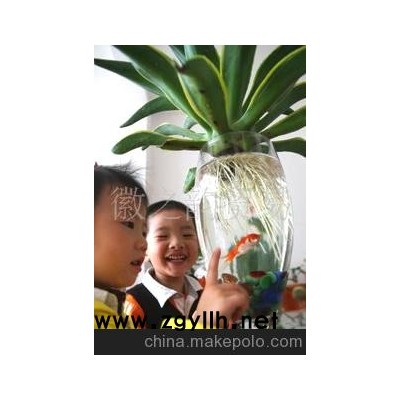 供應(yīng)水培花卉 懶人花卉