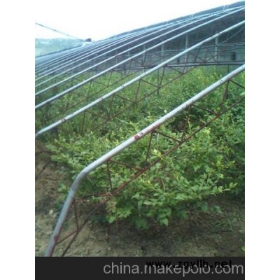 成都藍莓苗 藍莓苗 泰安藍豐園藝場(已認證)