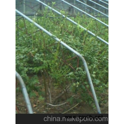 藍莓苗、苗木大型基地、泰安藍莓苗