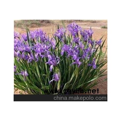 廠家熱銷批發(fā)馬蘭花 馬藺苗 馬蘭花苗/多年生宿根植物 工程綠化苗