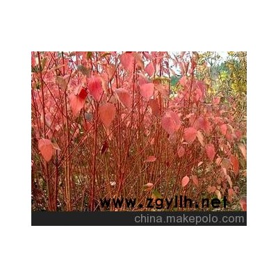 沭陽縣新河鎮新槐村艷陽園藝苗木場 shuyang county xinhe town xinhuai village yanyang Horticulture seedling field