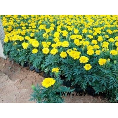 草花批發孔雀草 青州時令草花 孔雀草價格 孔雀草圖片