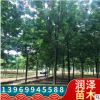 白蠟樹苗 小葉白蠟樹綠化工程苗木基地批發(fā)喬木行道樹