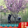 長期銷售櫻花樹櫻花苗花期長品種多價格便宜