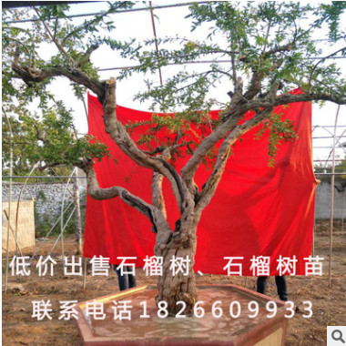 造型果樹大石榴樹下山樁盆景 大紅袍石榴樹道路綠化甜石榴果樹
